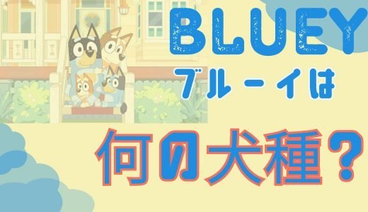ブルーイ(Bluey)は何犬の犬種がモデルで特徴と性格はどんな犬なの？日本でも飼えるのか気になる